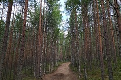 Пятеро россиян ушли в тайгу за грибами и пропали: Полиция и спецслужбы: Силовые структуры: Lenta.ru