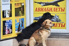 Раскрыты способы сэкономить на авиабилетах на Новый Год: Мнения: Путешествия: Lenta.ru0