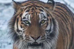 Амурский тигр убил тигрицу во время спаривания в сафари-парке: Звери: Из жизни: Lenta.ru0