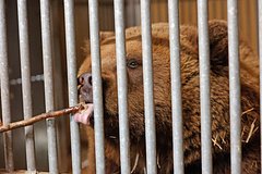 Домашний медведь растерзал хозяина: Звери: Из жизни: Lenta.ru0