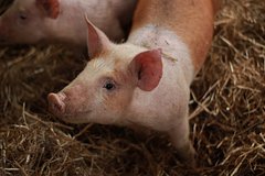 Джейсон Момоа забрал домой свинью со съемок фильма: Кино: Культура: Lenta.ru0