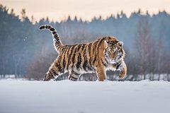 В российском регионе тигр растерзал собаку на глазах у хозяина: Происшествия: Россия: Lenta.ru0