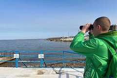 Губернатор Севастополя рассказал о поиске выброшенных в море дельфинов: Происшествия: Россия: Lenta.ru0
