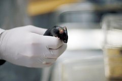 Изучен механизм сужения зрачка из-за психологического состояния: Наука: Наука и техника: Lenta.ru0