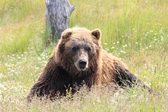 Медведица напала на девятилетнего охотника и нанесла ему серьезные травмы: Происшествия: Из жизни: Lenta.ru0