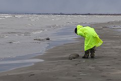 Минприроды заявило о гибели 2,5 тысячи тюленей в Дагестане: Происшествия: Россия: Lenta.ru0