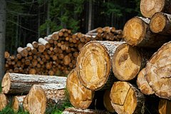 Мобилизованные пожаловались российскому губернатору на нехватку дров для семей: Общество: Россия: Lenta.ru0