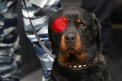 Московского врача-закладчика задержали с 51 свертком наркотиков: Следствие и суд: Силовые структуры: Lenta.ru0