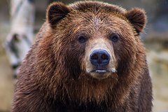 Мужчина обнаружил спящего медведя у себя на крыльце: Звери: Из жизни: Lenta.ru0