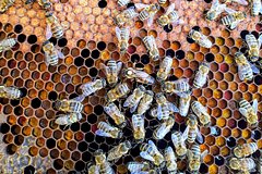 Мужчина попытался поговорить с пчелами и был искусан насмерть: Происшествия: Из жизни: Lenta.ru0