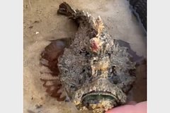 Мужчина случайно наткнулся на пляже на самую ядовитую рыбу в мире: Звери: Из жизни: Lenta.ru0
