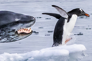 Побег женщины от разъяренного бизона попал на видео: Происшествия: Из жизни: Lenta.ru0