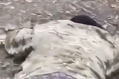 Появилось видео еще с одним предполагаемым расстрелом российских военнопленных: Украина: Бывший СССР: Lenta.ru0
