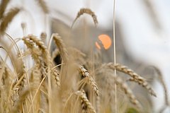 Россия направит 800 миллионов рублей на поставки пшеницы Кубе: Экономика: Lenta.ru0