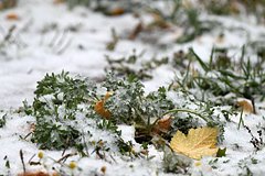 Россиян предупредили о резком похолодании в ряде регионов: Климат и экология: Среда обитания: Lenta.ru0