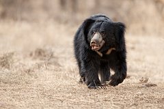 Самый опасный медведь в мире пришел лакомиться фруктами и ранил четырех человек: Звери: Из жизни: Lenta.ru0