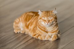 Сбежавшего из дома кота нашли спустя шесть лет: Звери: Из жизни: Lenta.ru0