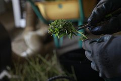 Суд ЕС отказался высылать россиянина из-за необходимости лечения коноплей: Политика: Мир: Lenta.ru0